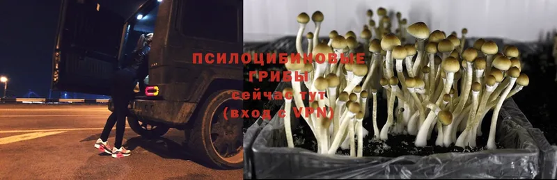 Галлюциногенные грибы Psilocybe  цена   Барнаул 